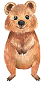 Квокка (Setonix brachyurus)